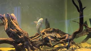 channa andrao feeding