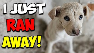 Stray Puppy Ran Away To Save Her Life by Paw Squadron 147,744 views 5 months ago 26 minutes