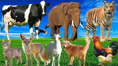 Beautiful Animal Moments - Dog, Cat, Chicken, Elephant, Cow, Sheep - Animal Sounds