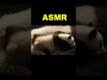 Relaxing Panda Family ASMR | Cozy Weekend with Parent & Baby Panda 🐼💤✨