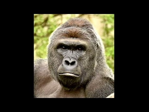 Video: Non Vergognarti Della Madre Dell'incidente Dello Zoo Di Cincinnati