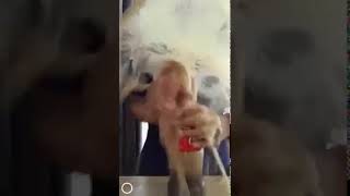 gif mentos coke soda