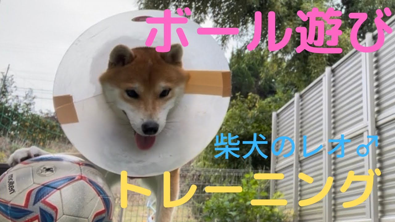 犬ボール遊び 犬とボール遊びをやってみよう 一緒に遊んでストレス解消 柴犬のレオ は サッカー選手並みにボールさばきが上手ですww Youtube 犬ボール遊び 犬とボール遊びをやってみよう 一緒に遊んでストレス解消 柴犬のレオ は サッカー選手並みにボールさばきが上手ですww Youtube