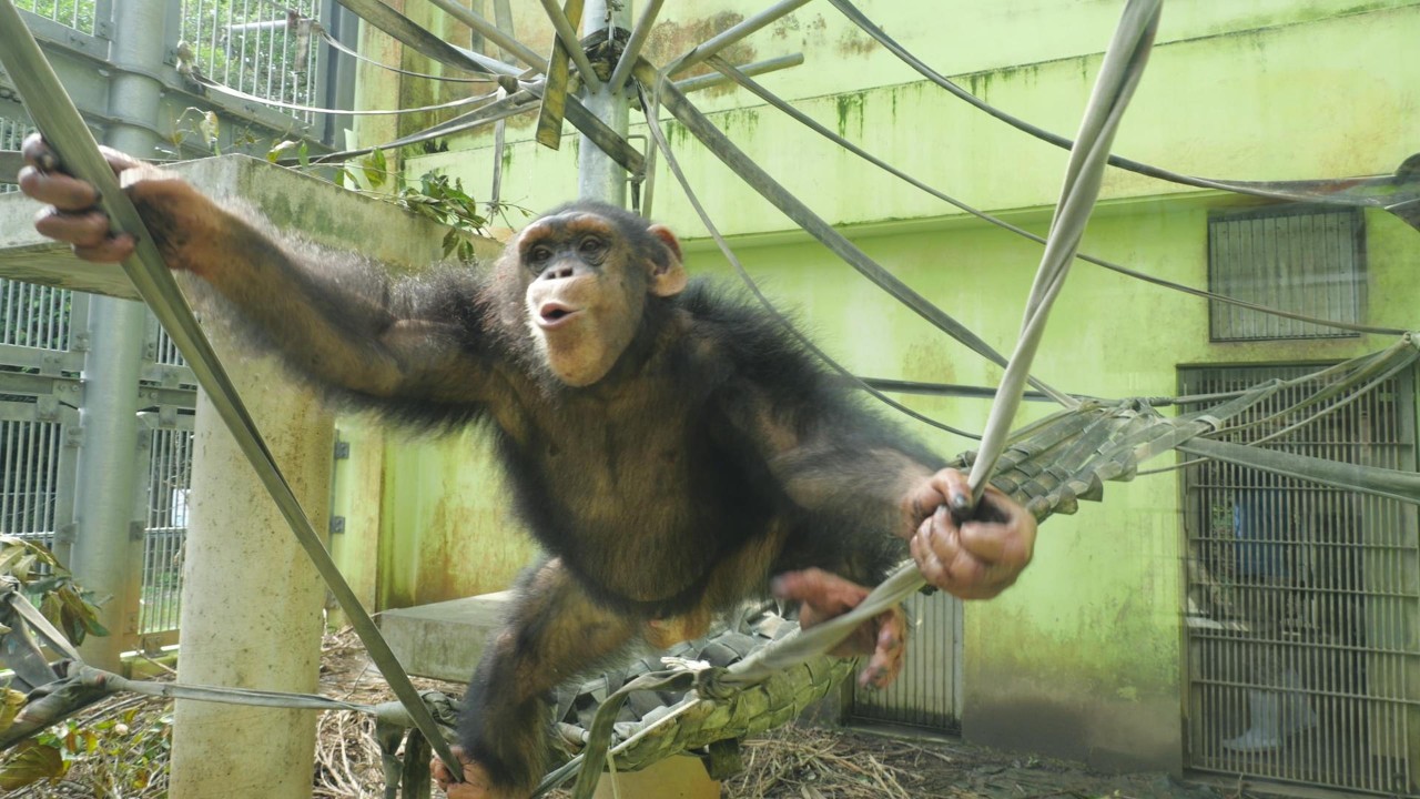 Mokoichi's morning is not a pleasant one to watch. Okinawa Zoo