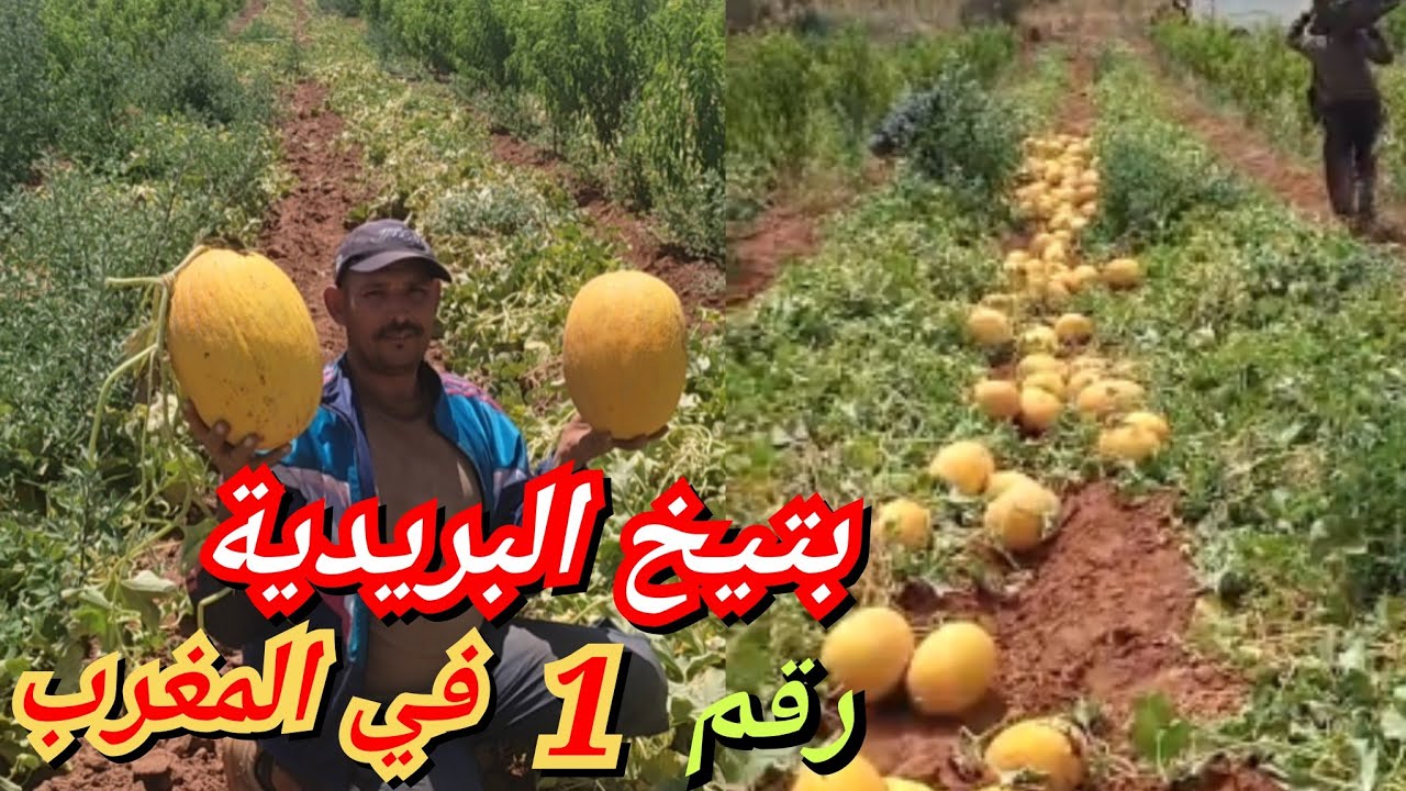 بتيخ البريدية صنف (يارا)من أحسن أنواع البطيخ الموجودة في المغرب