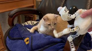 Cat V Dog Vs Tickle Me Elmo