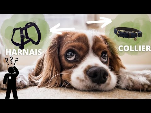 Vidéo: Conseils pour les chiens à la peau sèche