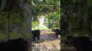 daily mini vlog day 13 with rb content creation#rbcontentcreation #shortvideo #minivlog #viralrells