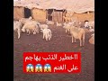 الخطير الذئب يهاجم على الغنم