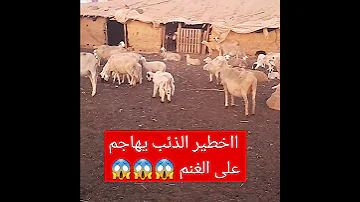 الخطير الذئب يهاجم على الغنم 