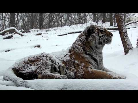 Siberian Tiger - Portrait In Falling Snow at the Bronx Zoo Siberian Tiger - Portrait In Falling Snow at the Bronx Zoo