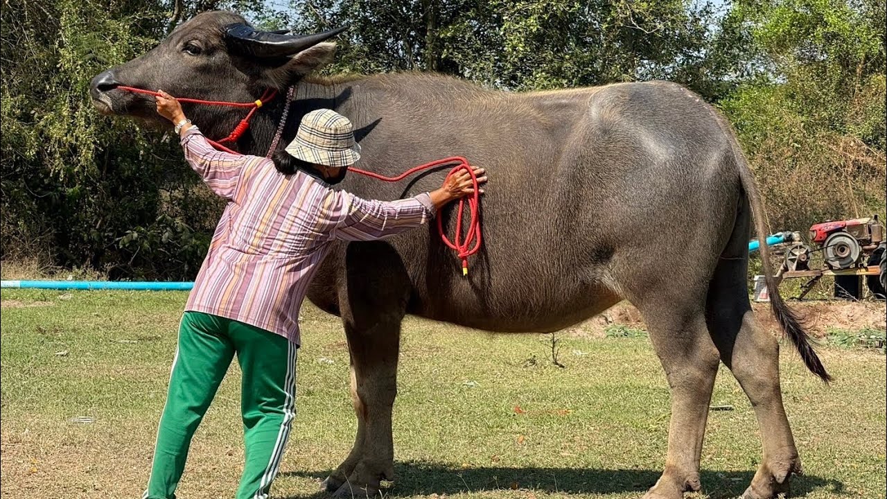 ของทีเด็ดหลุดมาแล้ว‼️สาวท้องแรกสูง152 สาวน้อยอนาคตควายยักษ์ แม่ท้องแก่ใกล้คลอด ราคานี้ใครไปคุ้มมาก