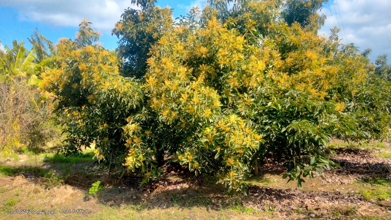 افوكادو مصر 🥑🥑.. فيديو للتوضيح