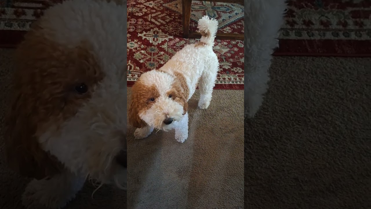 FEELING BLESSED ON THIS BEAUTIFUL DAY APPRECIATING GOD'S GOODNESS 🙏 ✨️ 🙌 😌 💖 