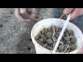 Посадка картофеля в садовую Теплую Грядку Розума