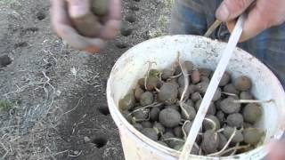 Посадка картофеля в садовую Теплую Грядку Розума