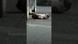 Mekik Çekemeyen Kedi