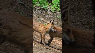Secret Peek! Foxes' Private Time in the Forest #fox #cute #love