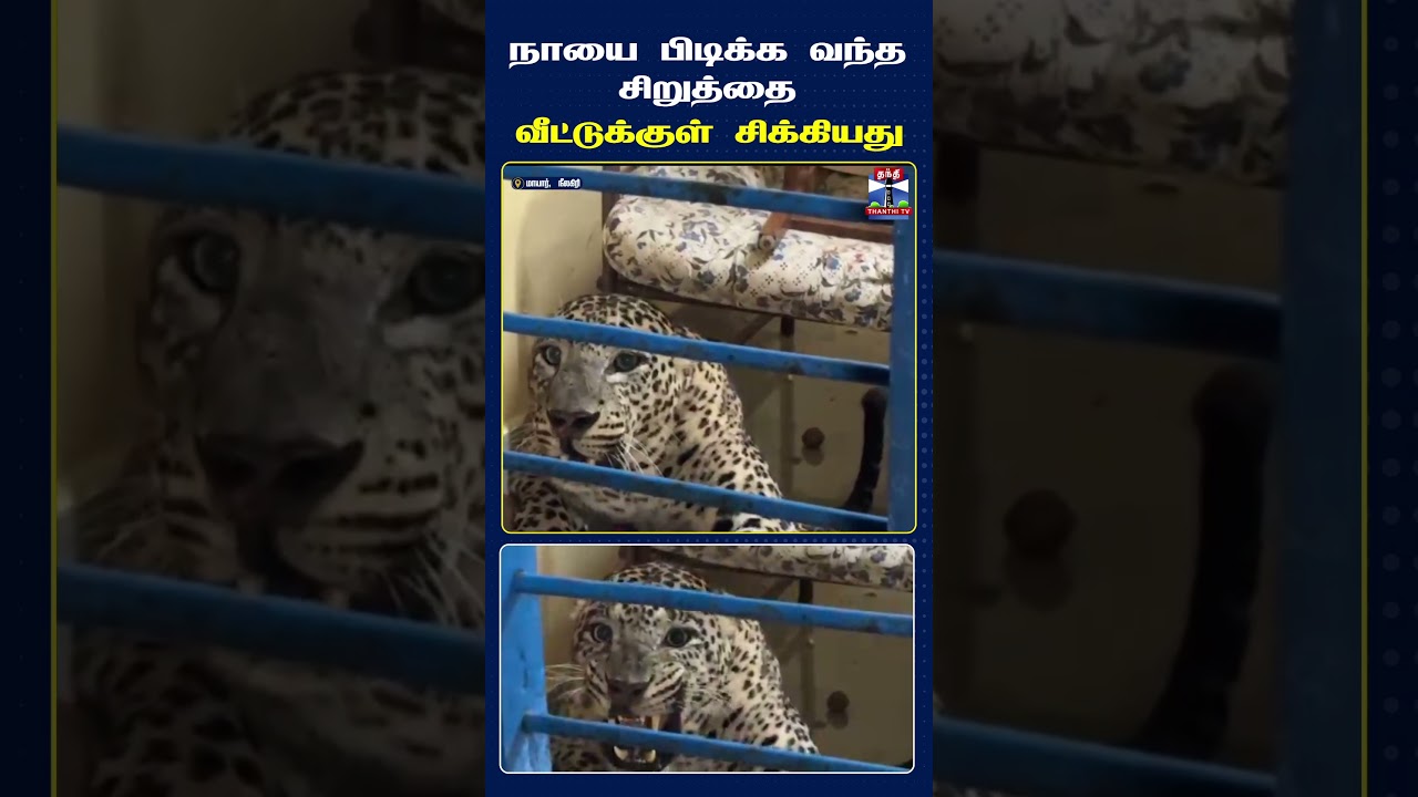 Panther | Cheetah | Nilgiris | Udhagai | Leopard