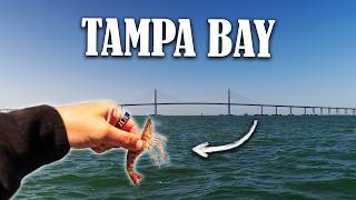 Nonstop Action with Live Shrimp! Sheepshead and Redfish - Tampa Fishing 