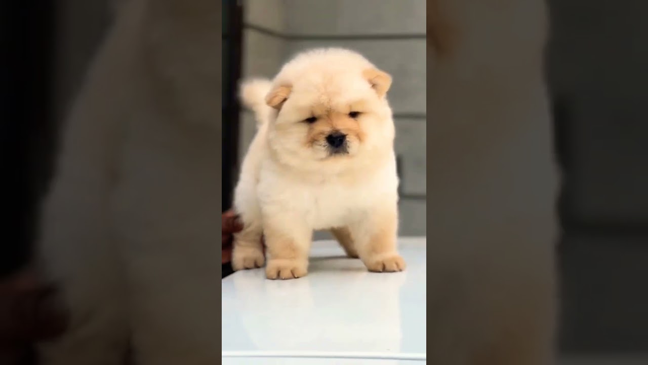 📞 8810623046 heavy boan Chow Chow Puppy for Sale in India price Famous Lion Dog Breed |