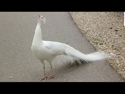 Peacock Nice Voice Peacock Sound Peahen Mor Ki Awaz Top Pets Tv 