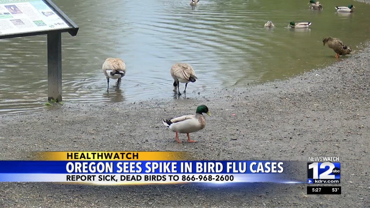 Oregon sees spike in bird flu cases - YouTube