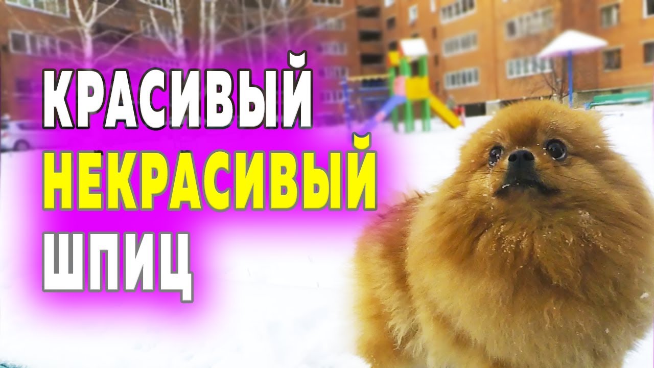 Некрасивый шпиц. В Сибири зима. Шпицы Юни и Бэтти радуются снегу - YouTube
