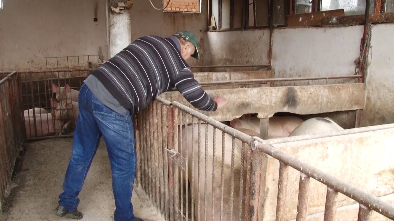 Za poljoprivrednike nema godišnjeg odmora