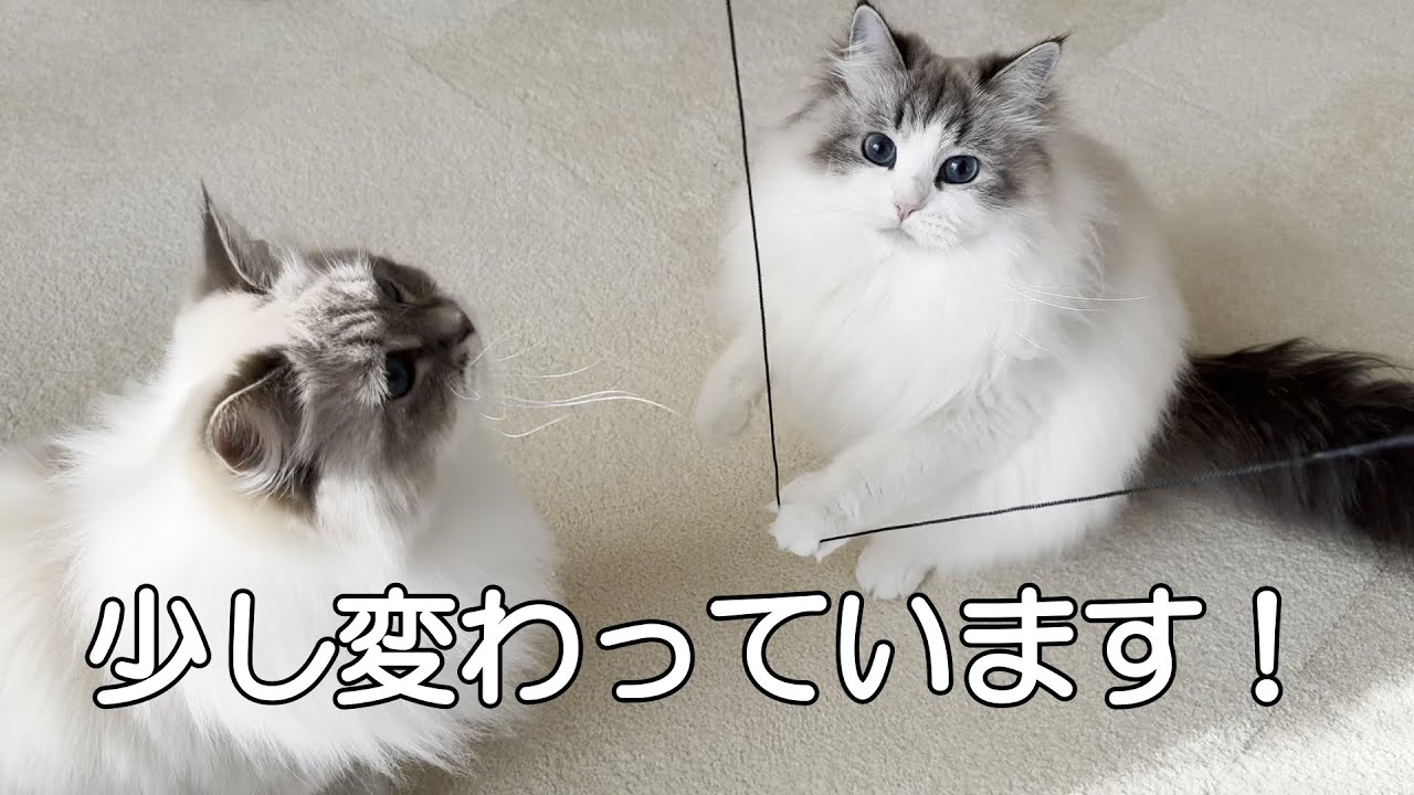 うちの猫たちが猫じゃらしで遊ぶ時は、とことん遊び倒します！
