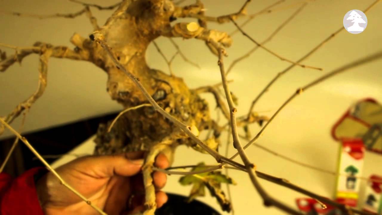 Mistral Bonsai - Podas invierno - Prebonsái morus