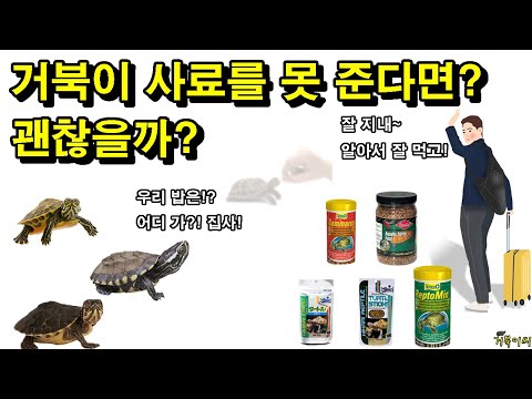 [#거북이씨​]  거북이 사료를 못 줘도 괜찮을까?? 꼭 매일매일 줘야 될까??