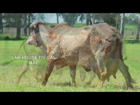 LOTE 68 – CAL14861 VALEIRO FIV CAL