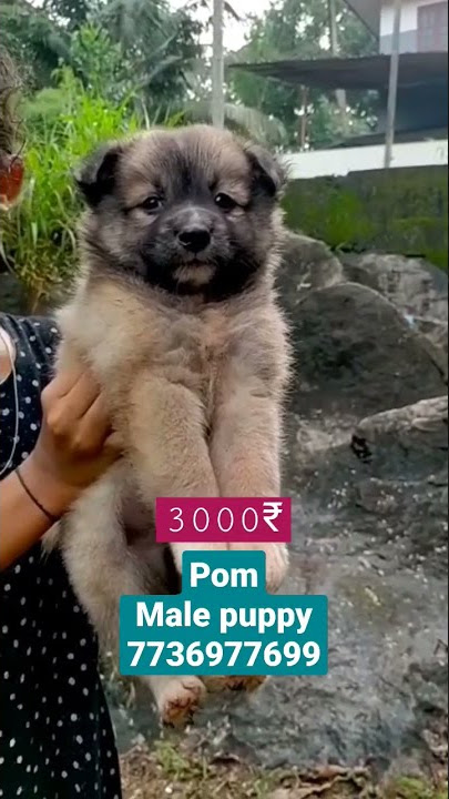 Pom#puppy #kerala #dog #reels #pomeranian #pom #available
