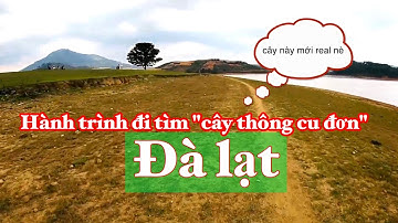 Hành trình đi tìm "Cây thông cô Đơn" Đà Lạt - Dương Bảo Review