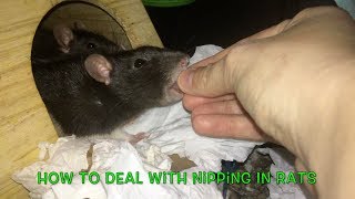 How To Deal With Nipping In Pet Rats