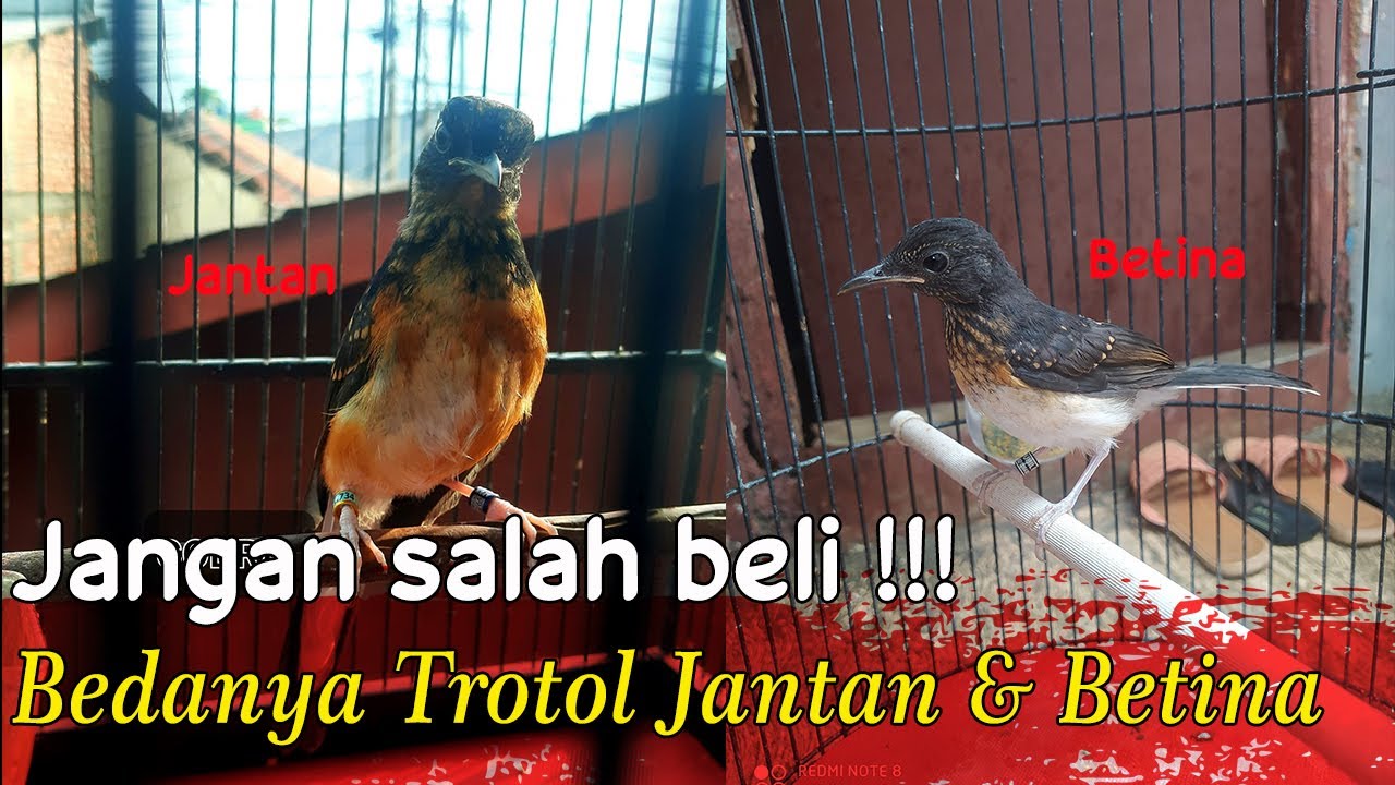 Perbedaan Murai Batu Jantan dan Betina , awas jangan salah Beli !!!