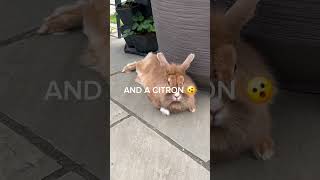 LIFE NEVER GAVE US LEMONS?! 🍋😳 #funnypets #funfacts #viral #trending #shorts