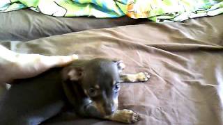 toy terrier puppy