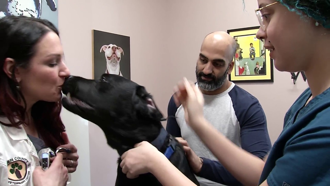Bergen County Veterinary Center YouTube