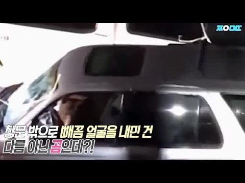 ＂니가 왜 거기서 나와?＂ 차량털이범의 정체는 곰?!