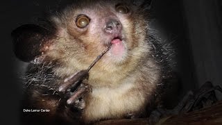 Demon Primate has an Epic Middle Finger