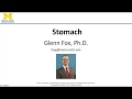 Stomach Lecture