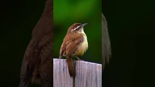 Famous The Sweet Melodies of the Wren Bird: A Tiny Bird with a Powerful Voice #shorts Profile