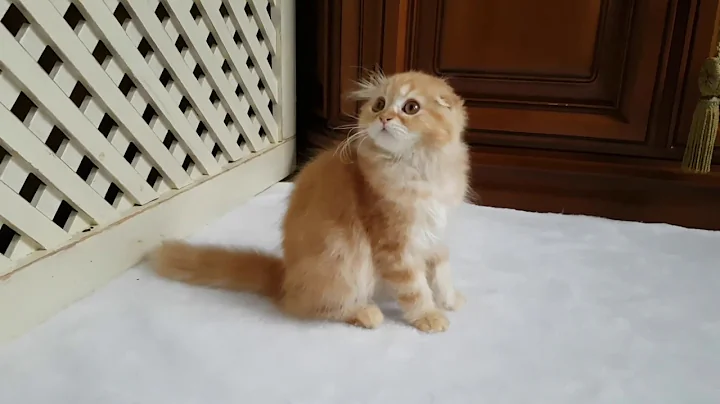 Video 1338391: highland fold, tabby colour, red tabby, tabby male