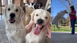 Quirky Things My Golden Retriever Pup Does by Charlie The Golden 18 121,035 views 2 weeks ago 2 minutes, 42 seconds