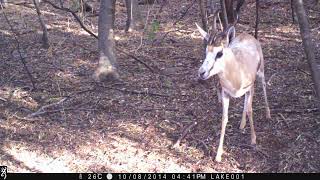 SPRINGBOK on TRAIL CAM