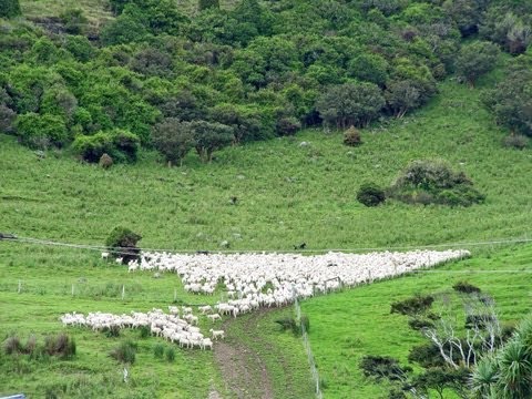 shepherd-in-new-zealand