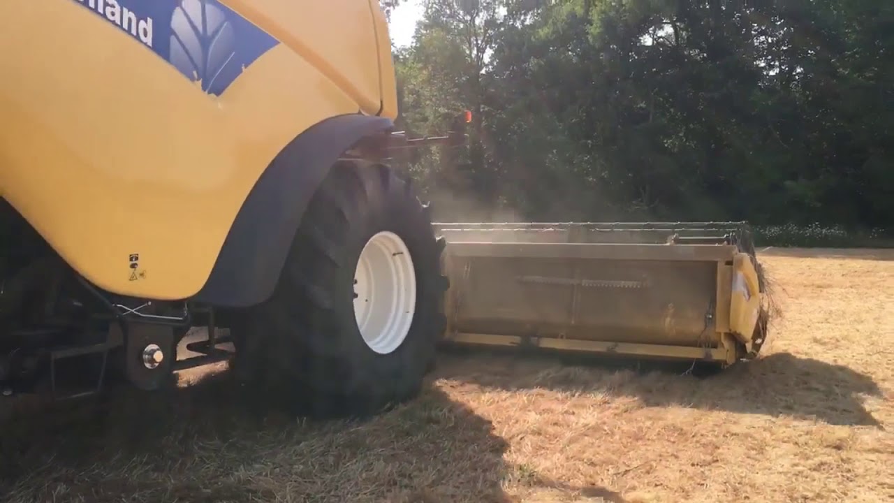 Récolte de lentilles !!!