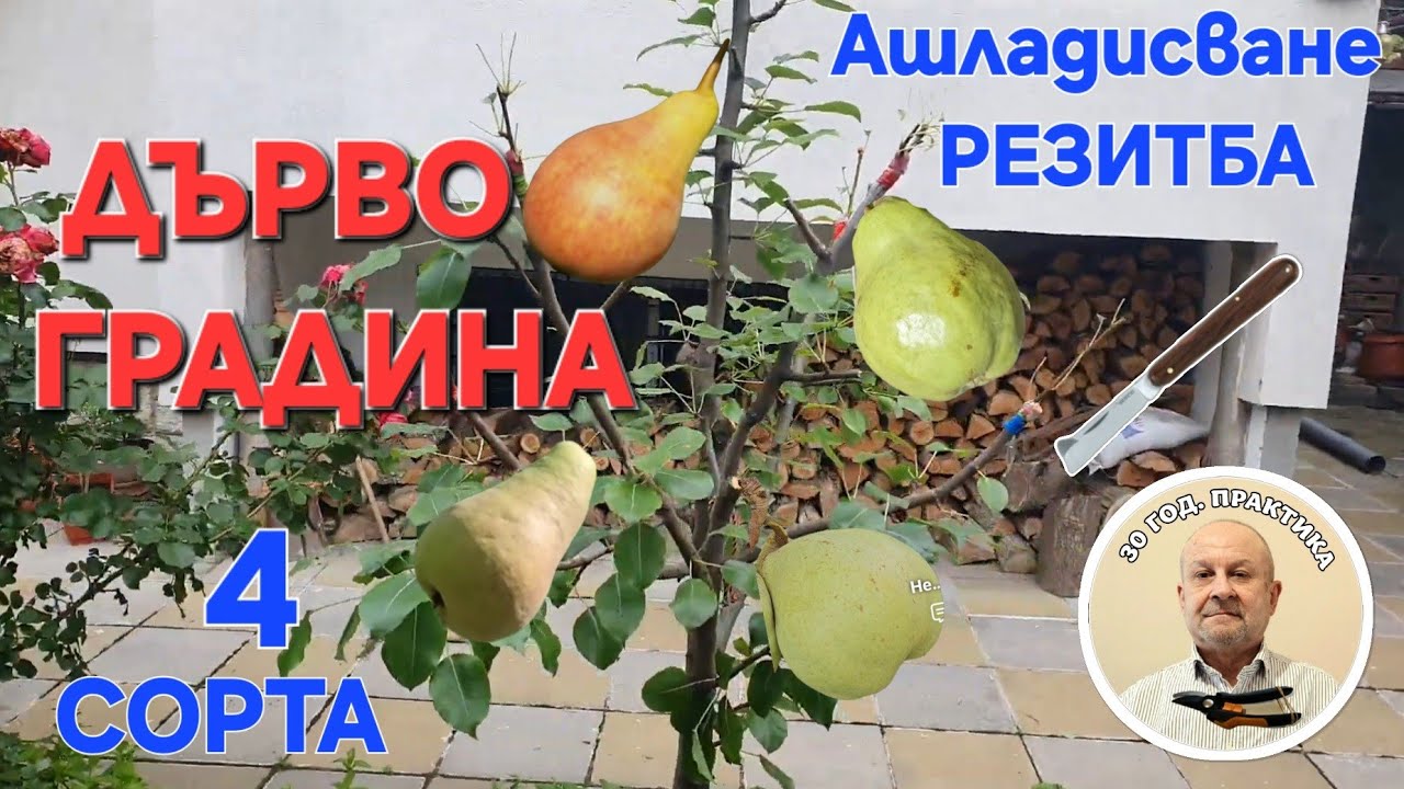 Дърво- Градина с 4  сорта. Резитба+Ашладисване.